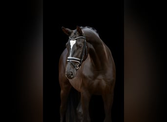 Hannoveraan, Hengst, 4 Jaar, 170 cm, Zwart