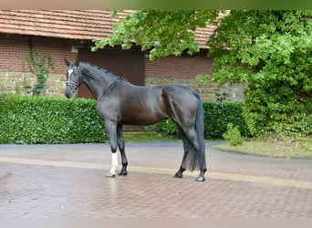 Hannoveraan, Hengst, 4 Jaar, 170 cm, Zwart