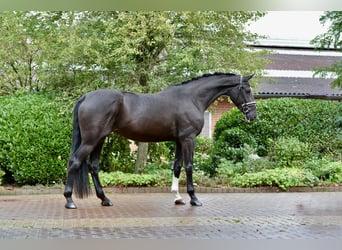 Hannoveraan, Hengst, 4 Jaar, 170 cm, Zwart
