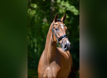 Hannoveraan, Hengst, 4 Jaar, 173 cm, Bruin