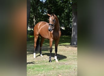 Hannoveraan, Hengst, 4 Jaar, 173 cm, Bruin