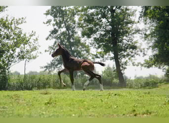 Hannoveraan, Hengst, 4 Jaar, 183 cm, Donkerbruin