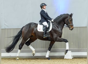 Hannoveraan, Hengst, 4 Jaar, Bruin