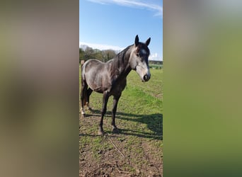 Hannoveraan Mix, Hengst, 4 Jaar