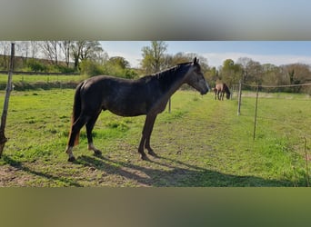 Hannoveraan Mix, Hengst, 4 Jaar