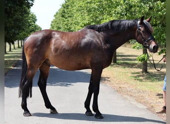 Hannoveraan, Hengst, 5 Jaar, 166 cm, Donkerbruin