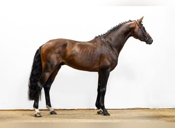 Hannoveraan, Hengst, 5 Jaar, 168 cm, Donkerbruin
