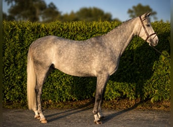 Hannoveraan, Hengst, 5 Jaar, 168 cm, Schimmel