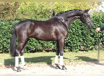 Hannoveraan, Hengst, 5 Jaar, 168 cm, Zwart