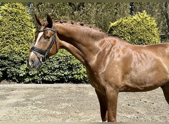 Hannoveraan, Hengst, 5 Jaar, 172 cm, Vos