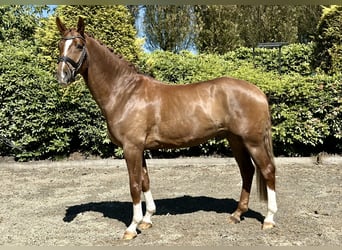 Hannoveraan, Hengst, 5 Jaar, 172 cm, Vos