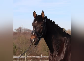 Hannoveraan, Hengst, 5 Jaar, 174 cm, Donkerbruin