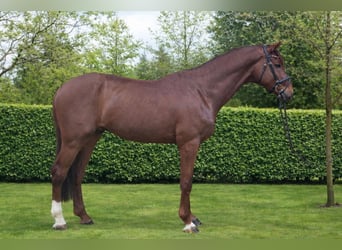 Hannoveraan, Hengst, 5 Jaar, 177 cm, Donkere-vos