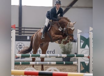 Hannoveraan, Hengst, 5 Jaar, 177 cm, Donkere-vos