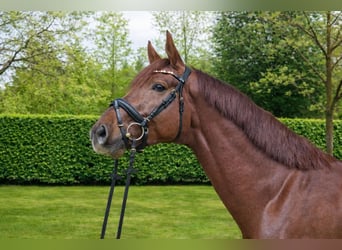 Hannoveraan, Hengst, 5 Jaar, 177 cm, Donkere-vos