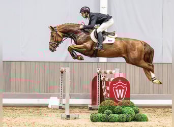 Hannoveraan, Hengst, 6 Jaar, 164 cm, Donkere-vos