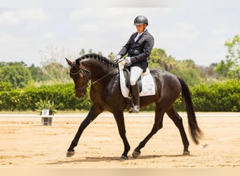 Hannoveraan, Hengst, 7 Jaar, 175 cm, Bruin