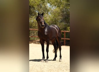 Hannoveraan, Hengst, 7 Jaar, 175 cm, Bruin