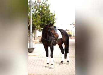 Hannoveraan, Hengst, 7 Jaar, 175 cm, Bruin