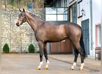 Hannoveraan, Hengst, 9 Jaar, 173 cm, Bruin