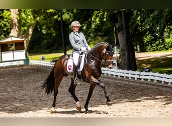 Hannoveraan, Hengst, 7 Jaar, 172 cm, Bruin