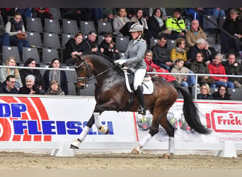 Hannoveraan, Hengst, 7 Jaar, 172 cm, Bruin