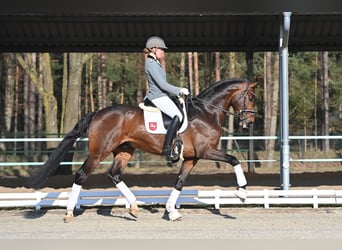 Hannoveraan, Hengst, 7 Jaar, 172 cm, Bruin