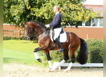 Hannoveraan, Hengst, 20 Jaar, 174 cm, Bruin