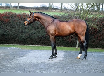 Hannoveraan, Hengst, 4 Jaar, 167 cm, Bruin