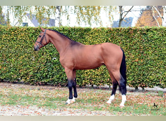 Hannoveraan, Hengst, 10 Jaar, 173 cm, Bruin