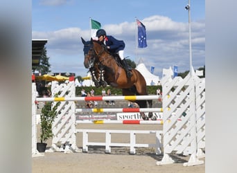 Hannoveraan, Hengst, 19 Jaar, 171 cm, Bruin