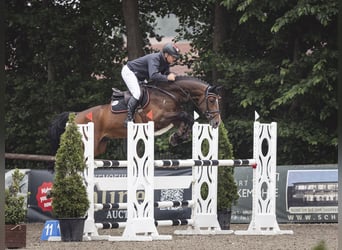 Hannoveraan, Hengst, 7 Jaar, 170 cm, Bruin