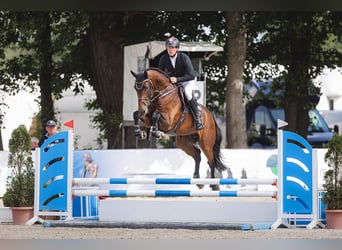 Hannoveraan, Hengst, 7 Jaar, 176 cm, Bruin