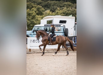 Hannoveraan, Hengst, 8 Jaar, 173 cm, Donkere-vos