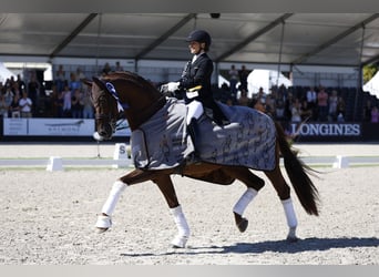 Hannoveraan, Hengst, 8 Jaar, 173 cm, Donkere-vos