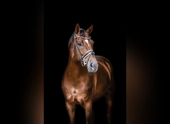Hannoveraan, Hengst, 8 Jaar, 173 cm, Donkere-vos