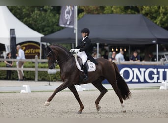 Hannoveraan, Hengst, 8 Jaar, 173 cm, Donkere-vos