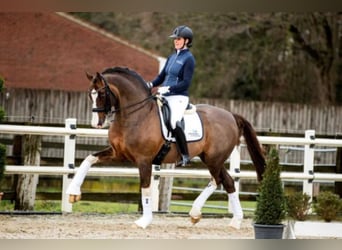 Hannoveraan, Hengst, 21 Jaar, 170 cm, Donkere-vos