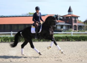 Hannoveraan, Hengst, 13 Jaar