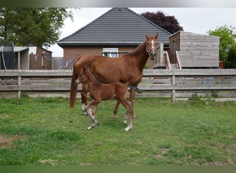 Hannoveraan, Hengst, Veulen (05/2025), 120 cm, Bruin