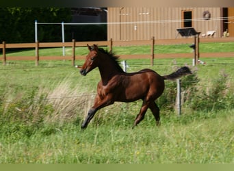 Hannoveraan, Hengst, Veulen (05/2025), 125 cm, Bruin
