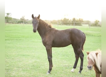 Hannoveraan, Hengst, Veulen (03/2026), 140 cm, Zwartbruin