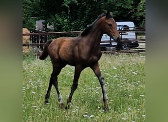 Hannoveraan, Hengst, Veulen (04/2026), 168 cm, Bruin