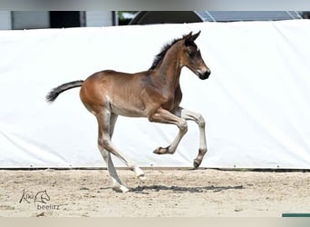 Hannoveraan, Hengst, , 168 cm, Donkerbruin