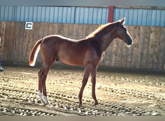 Hannoveraan, Hengst, veulen (04/2024), 168 cm, Donkere-vos