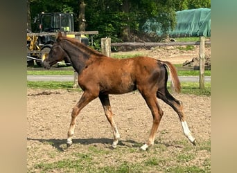 Hannoveraan, Hengst, veulen (02/2024), 169 cm, Donkere-vos