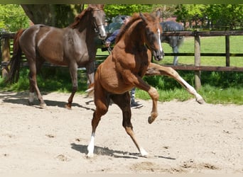 Hannoveraan, Hengst, veulen (02/2024), 169 cm, Donkere-vos