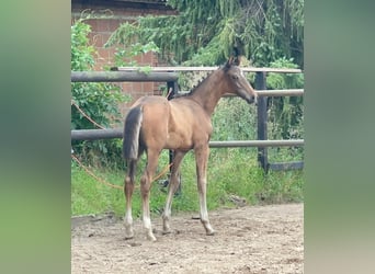 Hannoveraan, Hengst, Veulen (05/2026), 170 cm, Bruin