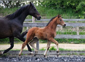 Hannoveraan, Hengst, veulen (03/2024), 170 cm, Bruin