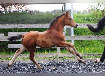 Hannoveraan, Hengst, veulen (03/2024), 170 cm, Bruin